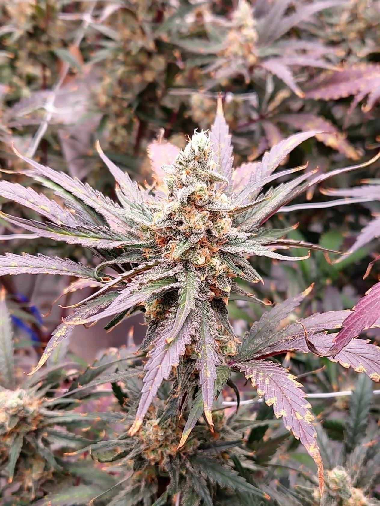 Northern Lights #5 cannabis product
