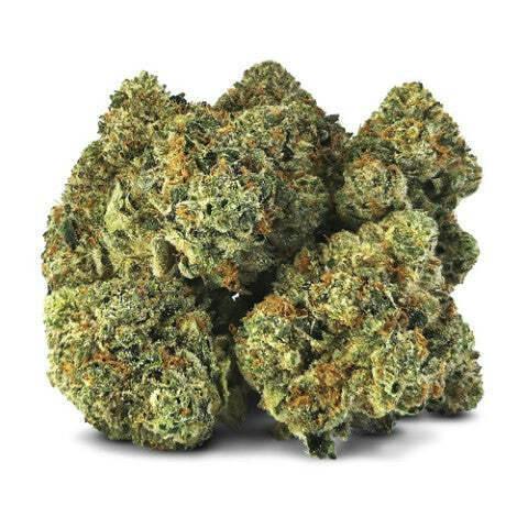 Master Kush Ultra (G-13 X OG Kush)