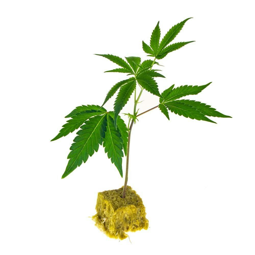 Clone — Grape Bear