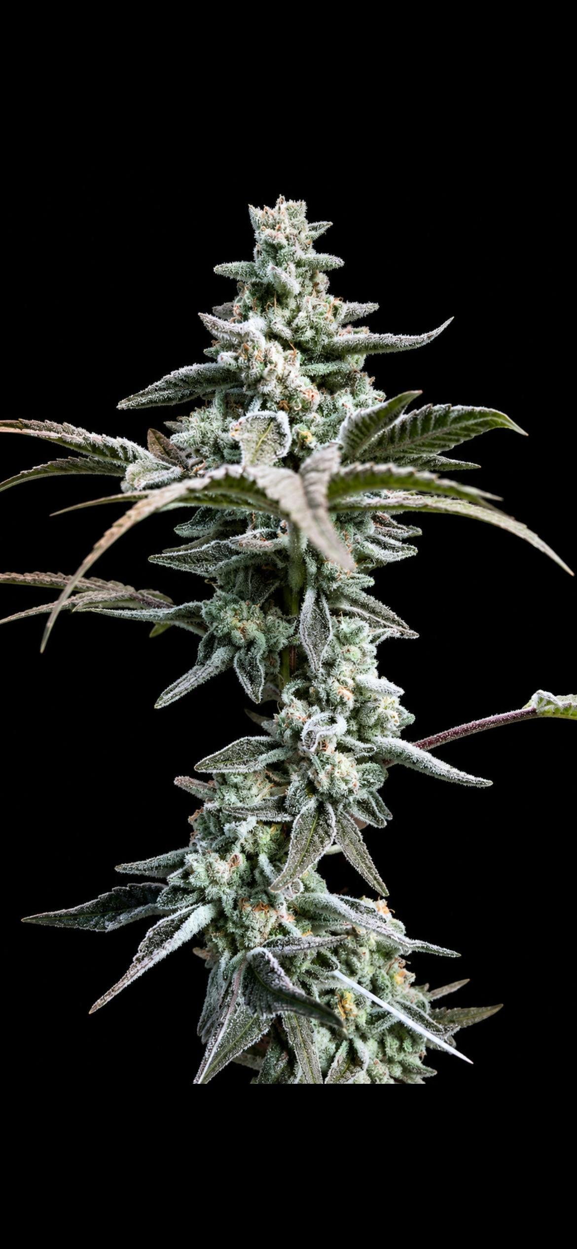518 Hollow | Cap Junky (H) | Whole Flower 3.5G