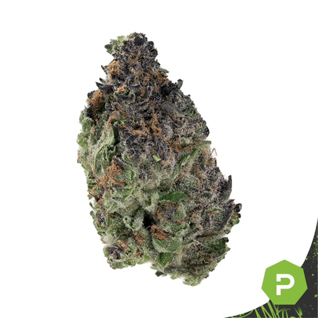 Goldkine | Khalifa Mints