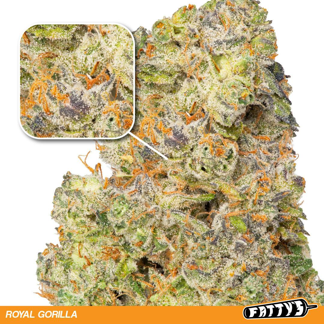 Fatty's | Royal Gorilla
