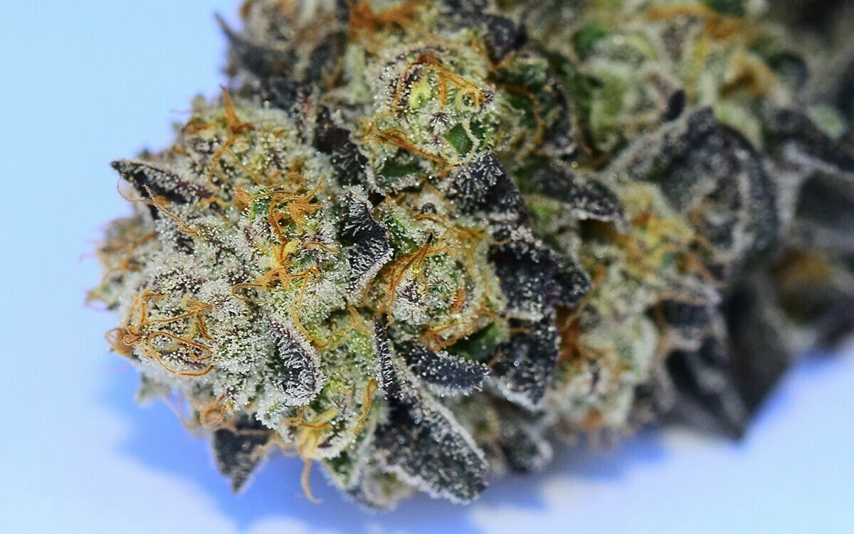 CBN: Gold Tier I Plat. Huckleberrycookies I Rec Prices