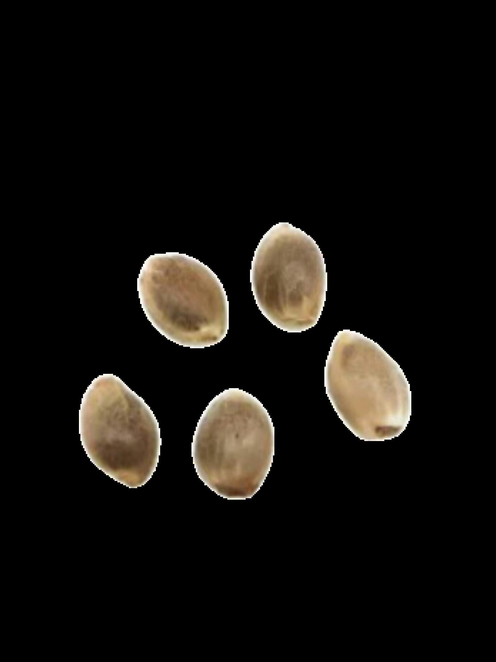 5X1 | PAINTED LADY CBD SEEDS | HOMEGROW WITH FREEDOM