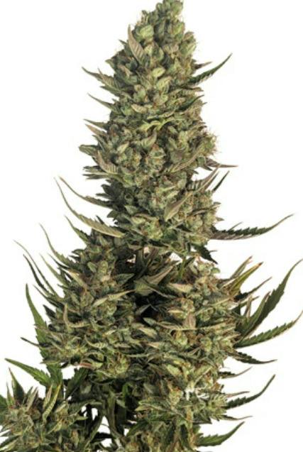5X1 | BLUE DREAM SEEDS | BAG SEED CO