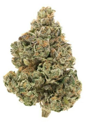 7G | ORGANIC STINKY PINKY | 1964