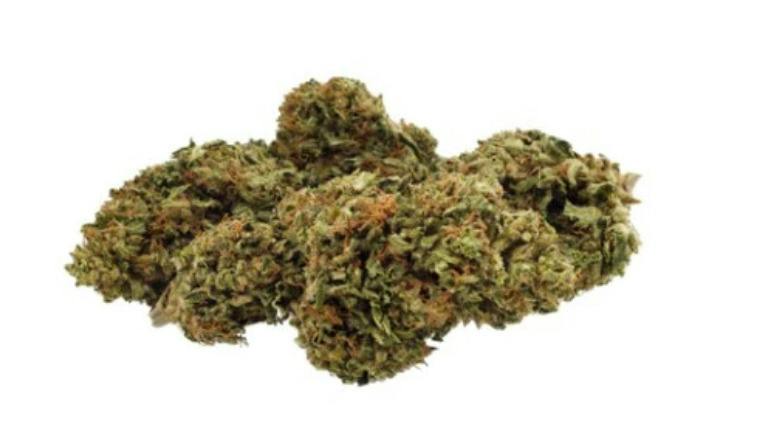 7G | DAY DREAMIN' INFUSED CBD FLOWER | GROWN HERE FARMS