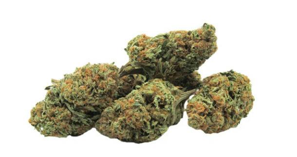 14G | ROMULAN GRAPEFRUIT | GREEN MOUNTAIN HEALTH ALLIANCE
