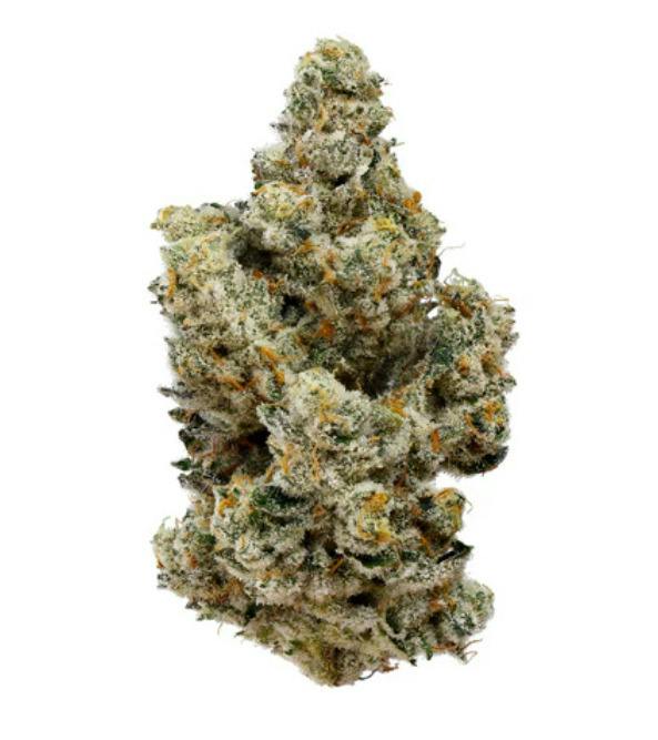 7G | FUGU LTO | KOOTENAY CULTIVAR