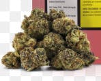 3.5G | NEON COWGIRL SMALLS | BC SMALLZ