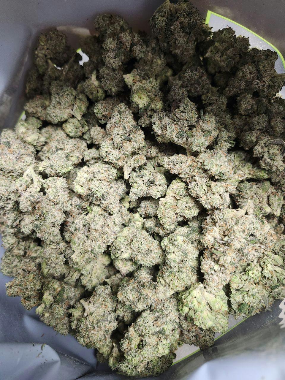 TURF | Hawaiian Jealousy
