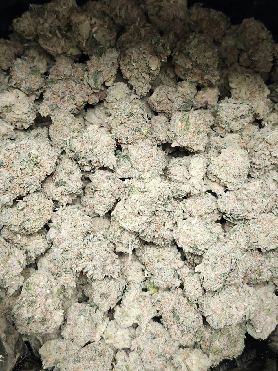 Craft Hydroponic | Papaya X #1 | Deli