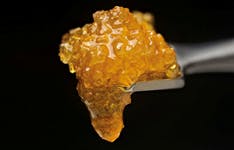 Blueberry Nerds Golden Masago Shc