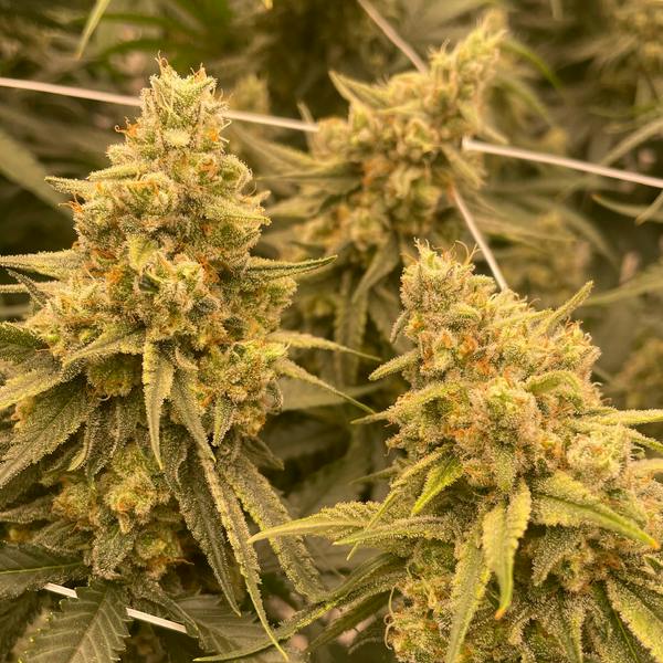 Chocoskunk