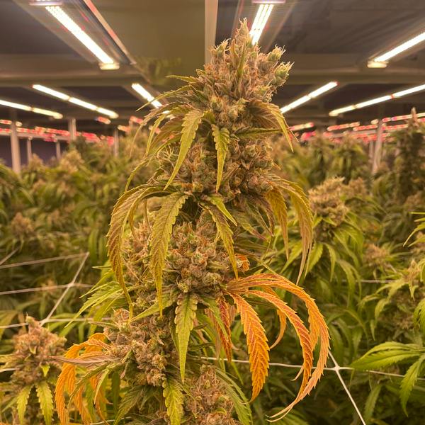 Laughing Buddha 7g - Delta Bud - 17.2% - Sativa Hybrid