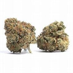 Grape Bubba x Mimosa Space Mountain Gold