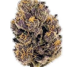 Toronja 7g - 74 Suns - 28.3% - Indica