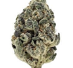 GovernMints Oasis 7g - 74 Suns - 28.8% - Hybrid