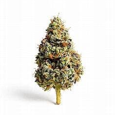 Nl x Skunk Space Mountain Gold