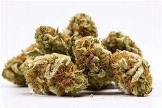Lemon Tree 28g - Max Harvest - 28.5% - Sativa Hybrid