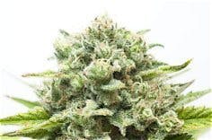 Chunky 7g - Ms Mary - 22% - Hybrid