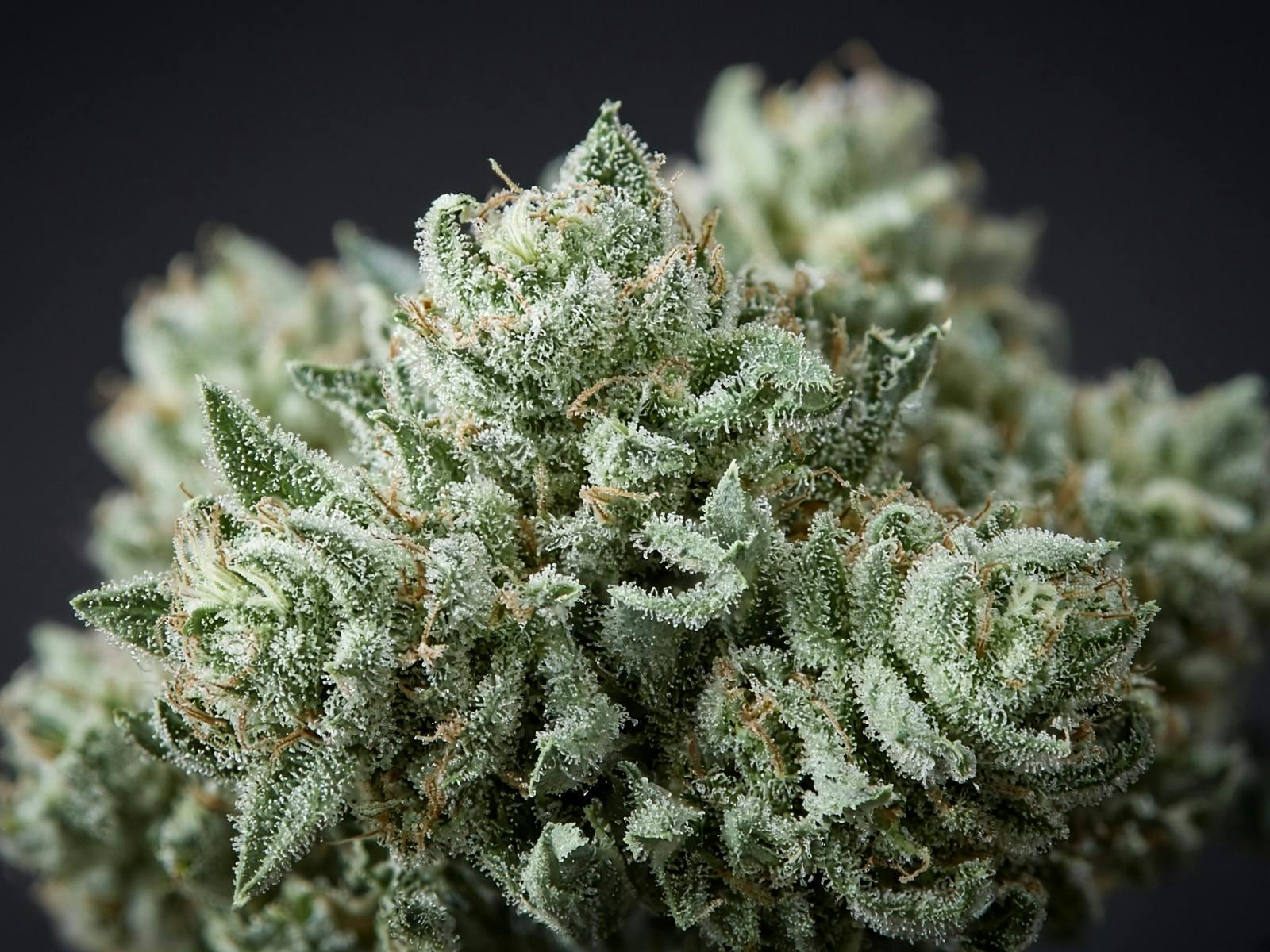 Dough Locked 7g - Ms Mary - 26.3% - Indica
