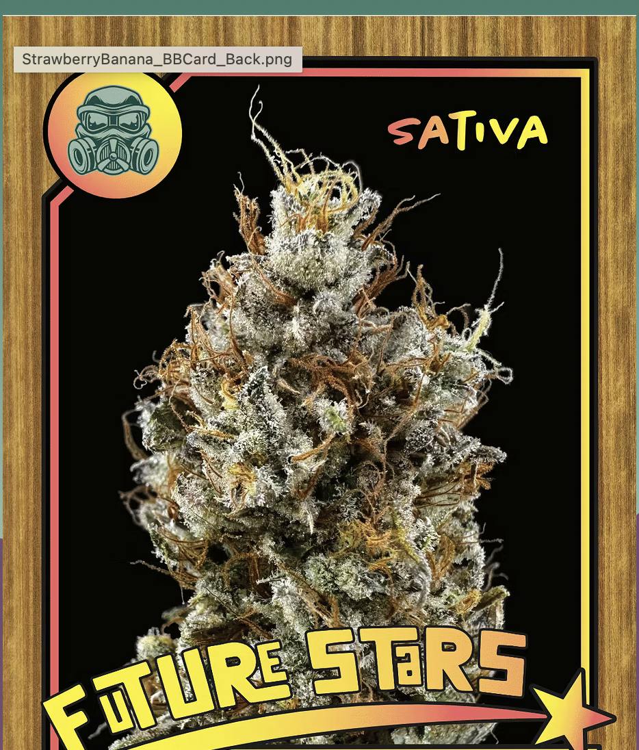Miracle Fruit - 3.5g Flower - SOG - 24.5% - Sativa