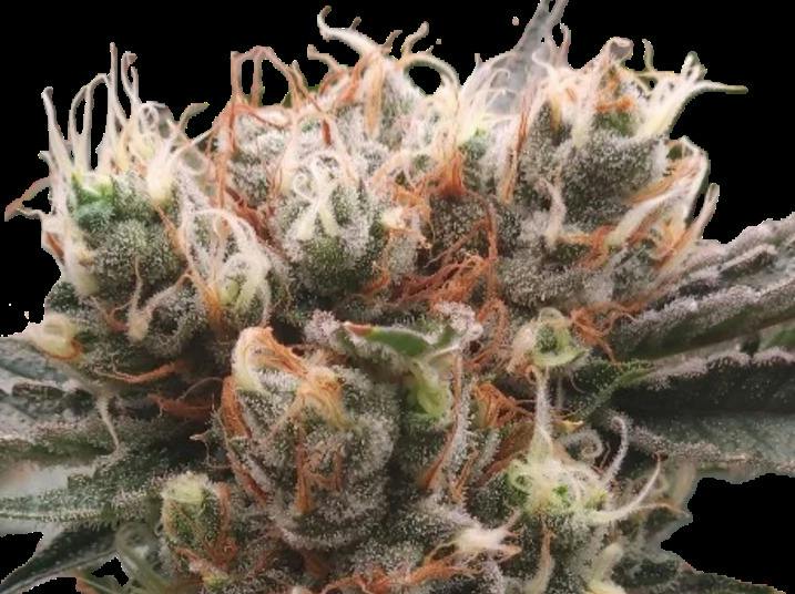Pineapple GAK 1:1 (THC/CBD) "Farmer's Friend" (3.5g)