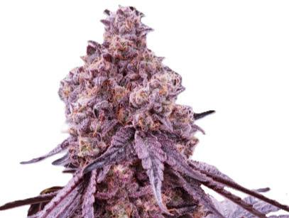 Black Maple #22 "Head Stash" (3.5g)