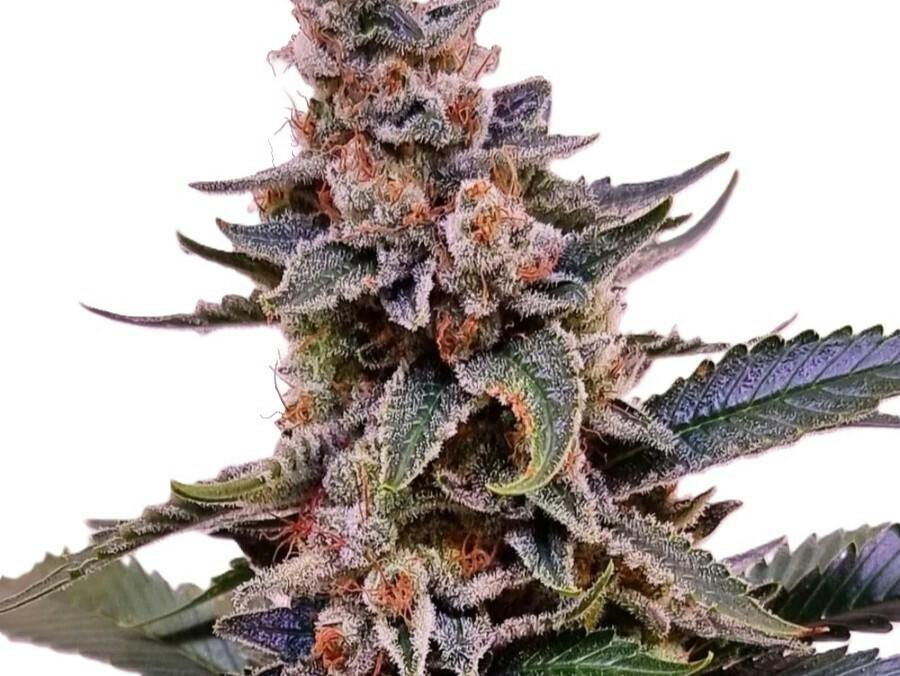 Pink 57 "Farmers Friend" (3.5g)