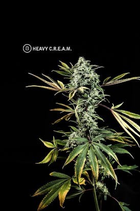 BOLD | TICAL | Heavy Cream | Popcorn
