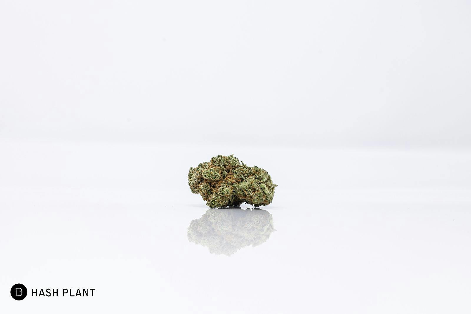 BOLD | Hashplant | Flower