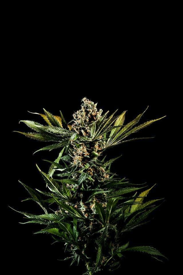 Green Crack | Flower