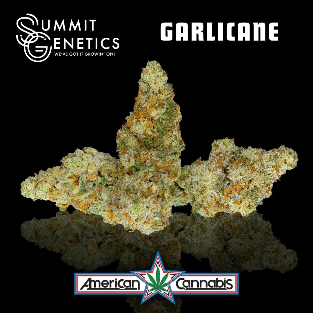 Garlicane