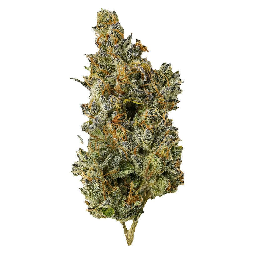 Nakatomi Plaza Flower