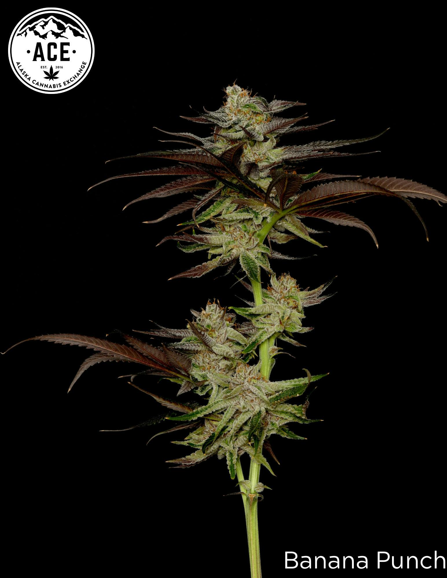 Banana Punch Bulk Flower By Alaska Cannabis Exchange