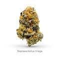 Galactic: Flower | Gelato 41