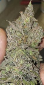 Seeds | Sativa # 1 | 10 pack | Simplicity at Simplicity Dispensary