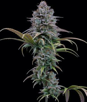 Seeds | Indica # 1 | 10 pack | Simplicity at Simplicity Dispensary