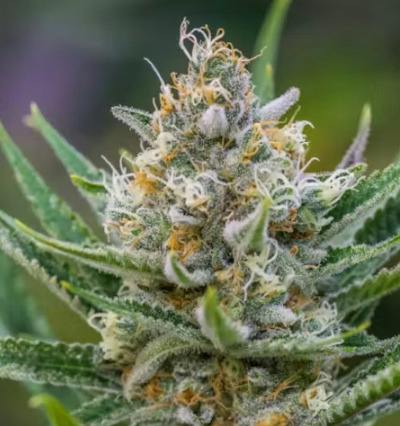 Seeds | Sativa # 2 | 10 pack | Simplicity at Simplicity Dispensary