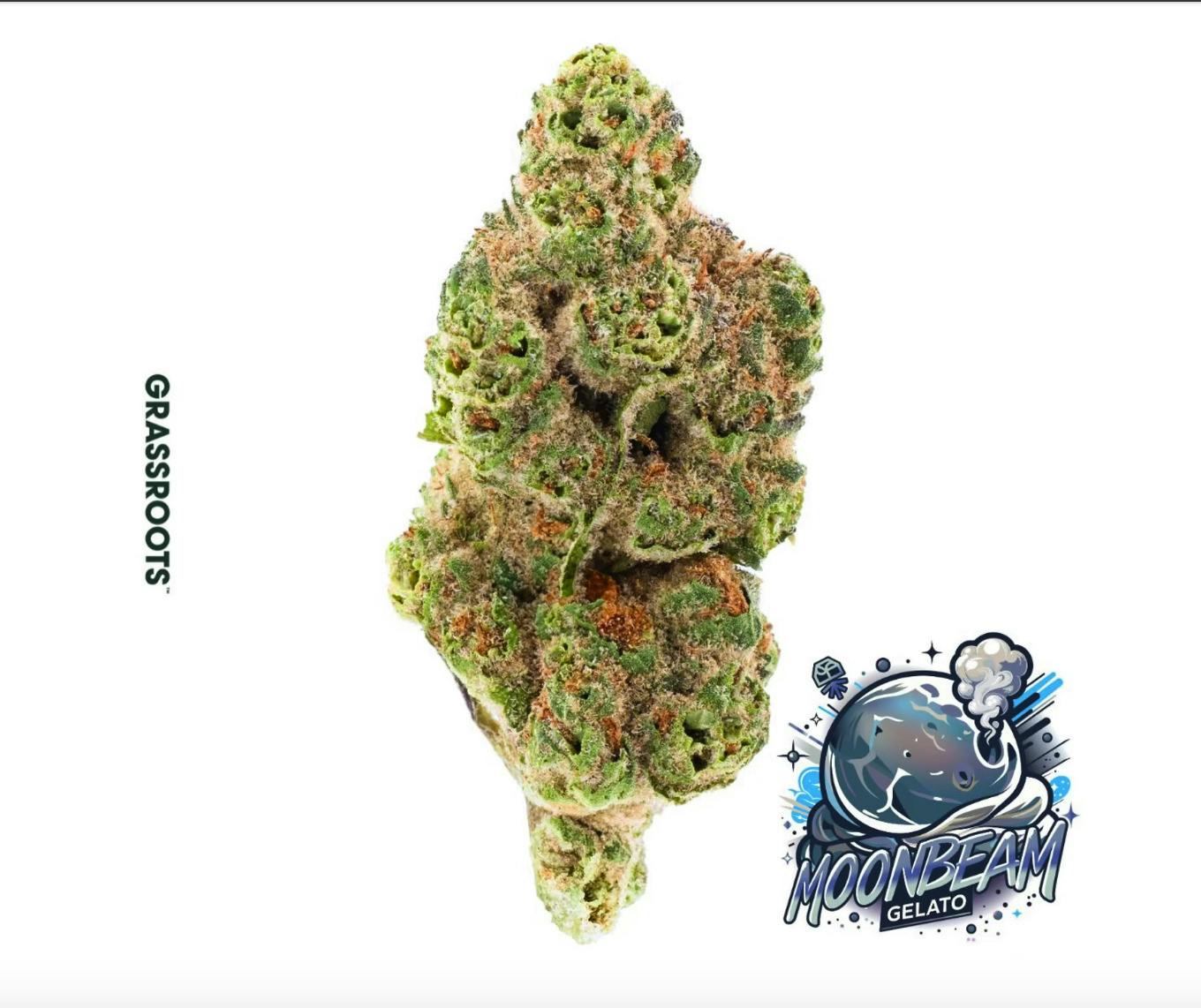 Flower | Moonbeam Gelato | 7g Popcorn | Grassroots