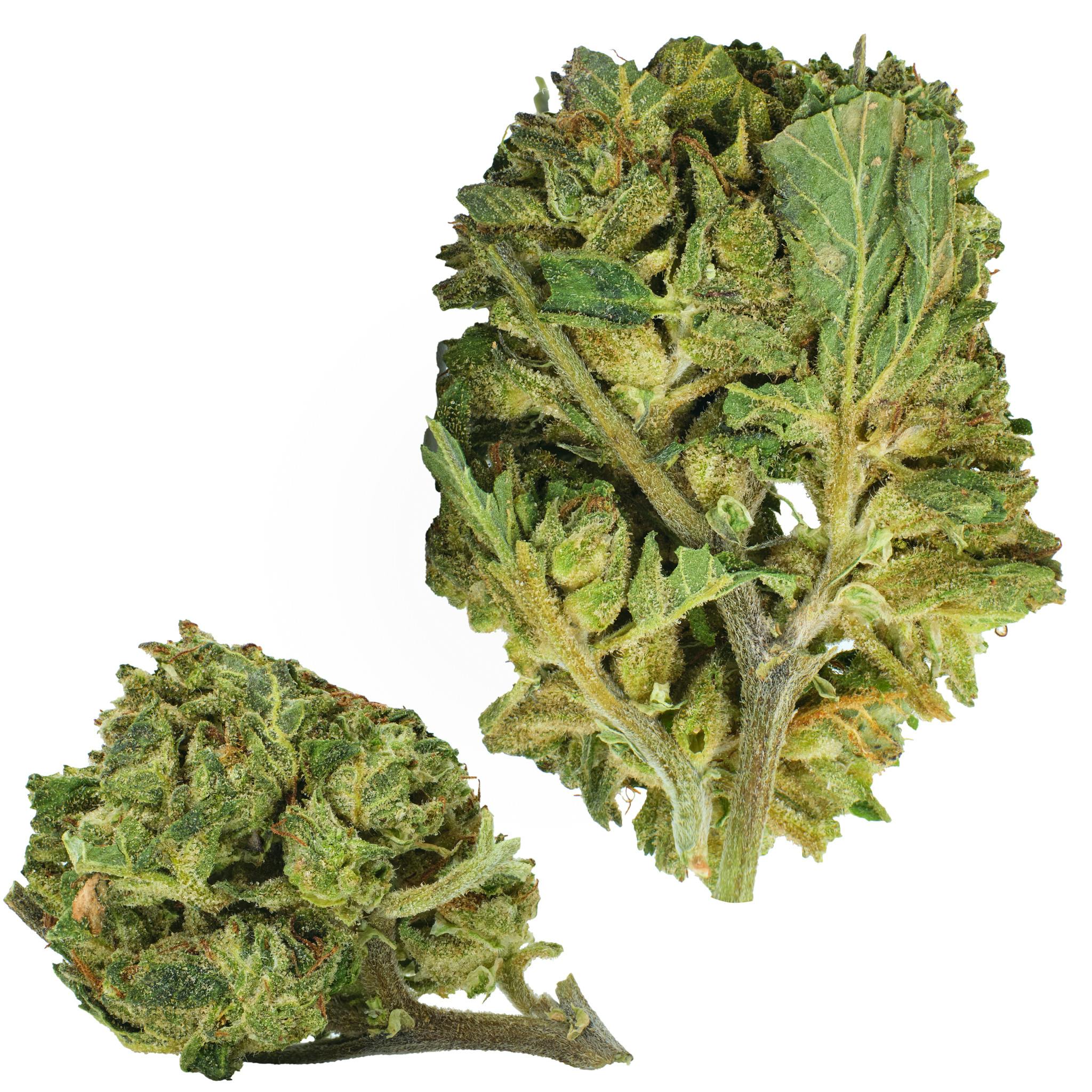 Forbidden Fruit Outdoor