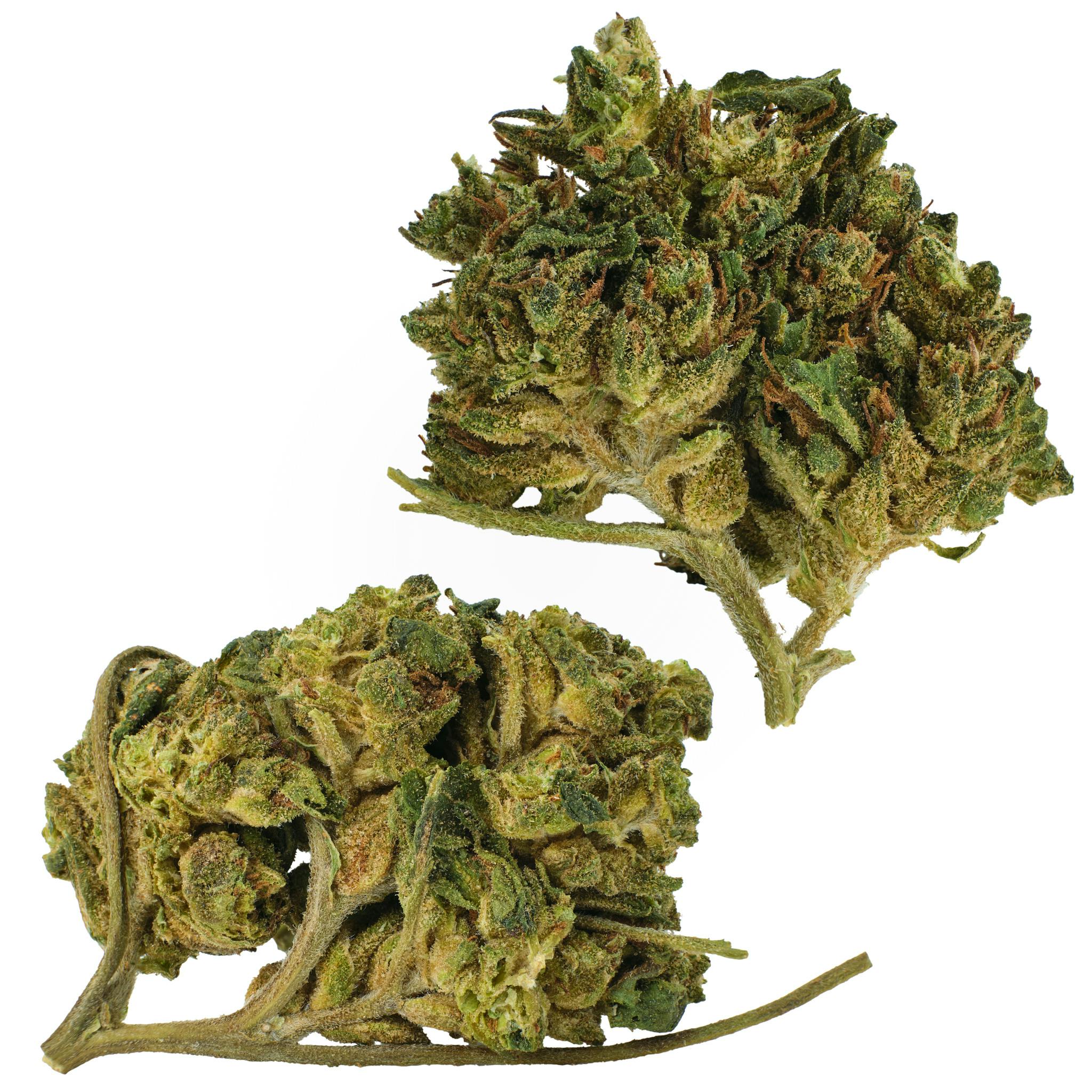 Biscotti Outdoor
