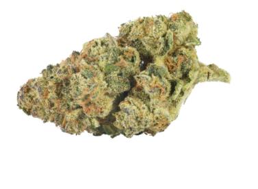 Back Forty - Mandarin Cookies (Forum Cut Cookies x Mandarin Sunset) -3.5g (Sativa)