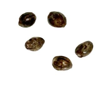 Autoflower Breeder's Club - SFV OG Pink Kush THC Auto Seeds (5 pack) (Hybrid)