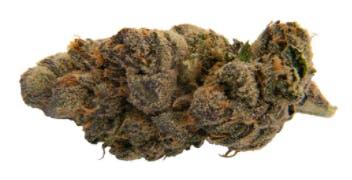 Flint & Embers - Mint Sherbert (Thin Mint GSC x Sunset Sherbert) - 3.5g