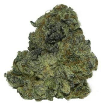 Wild Florist - Tropical Gelato - 3.5g (Indica)