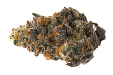 Craft Orange Tingz (TMAC #7 x Slurricane) - 3.5g (Hybrid)