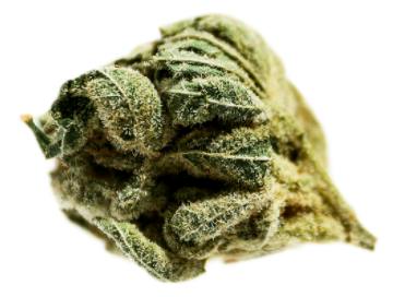 Potluck - Frosted Cherry (Cherry Cookies x The White) - 7g (Indica)