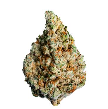 Lotus - Keylime Kush (Key Lime Mints x Kush Mints #11) - 3.5g (Hybrid)